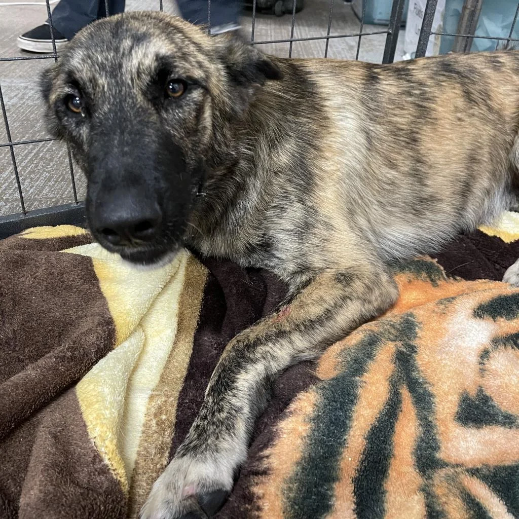 Adopt Willow!