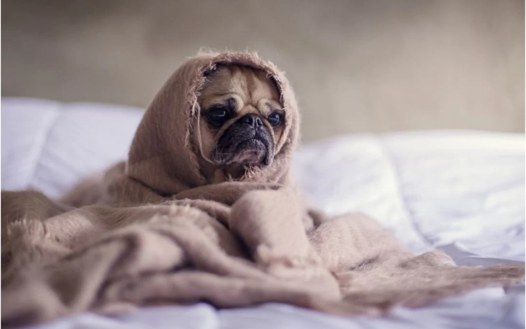 cold pug