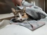 Kitten season is still going strong in the RGV