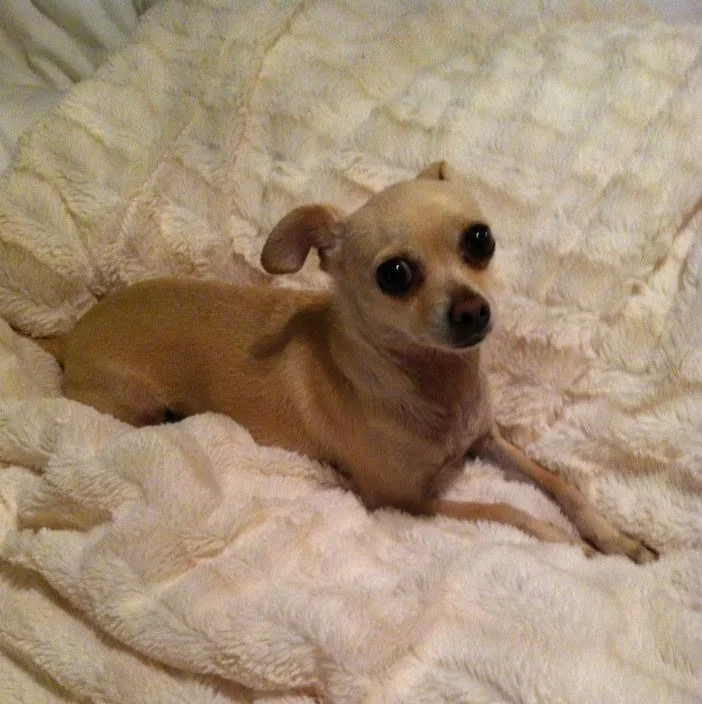 Tippy