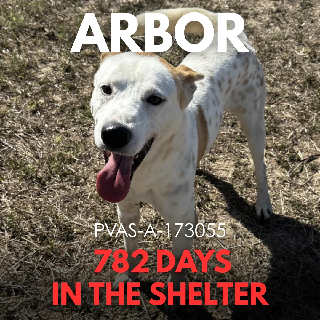 Arbor