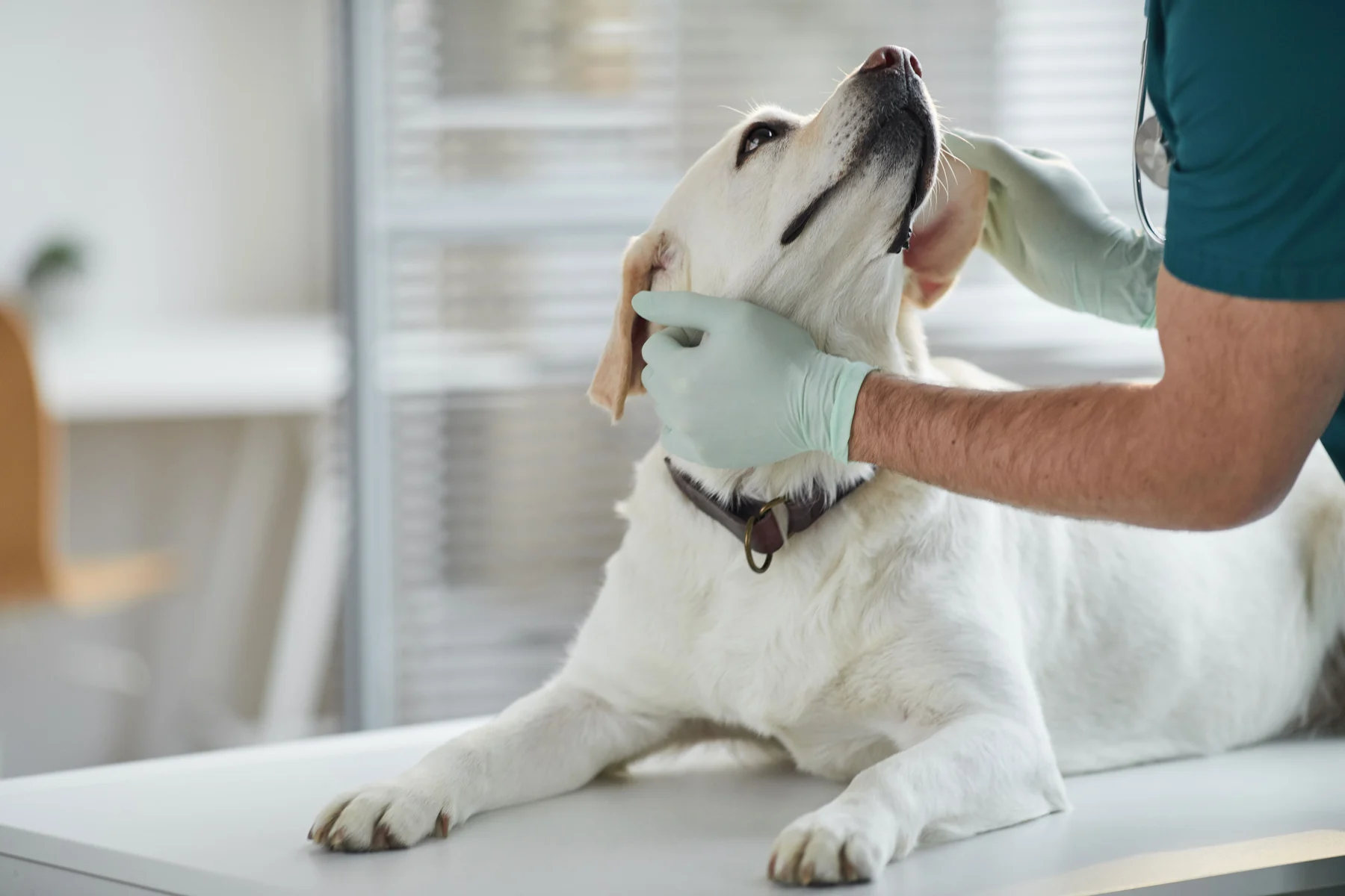 Veterinarian Examining Dog