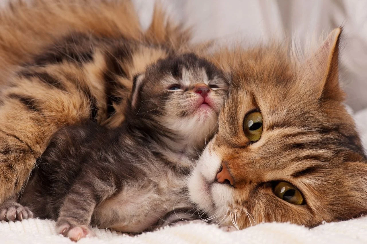 The Bumpy Road to No-Kill