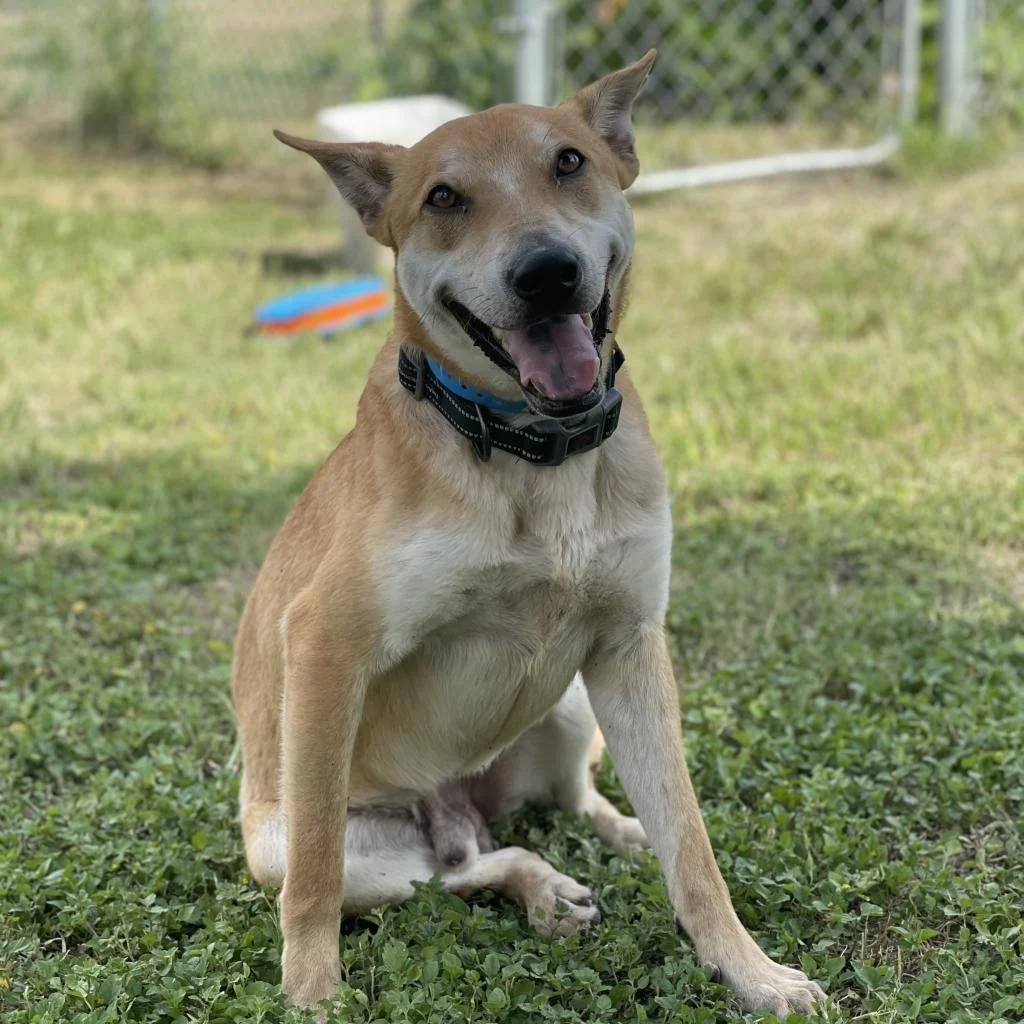 Pets of the Week June 27 - July 4