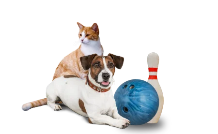 Pins for Pets graphic