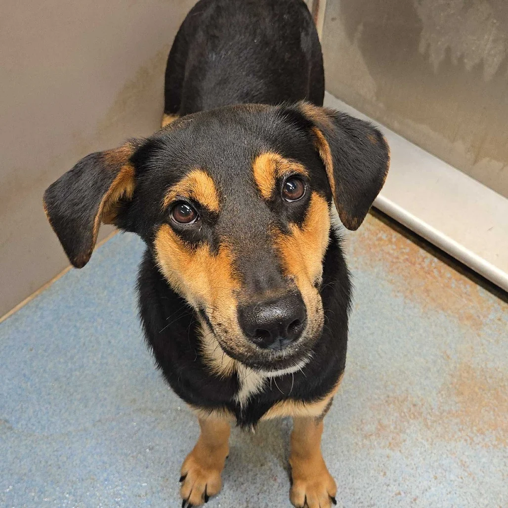 Photo of Gansito at Palm Valley Animal Society