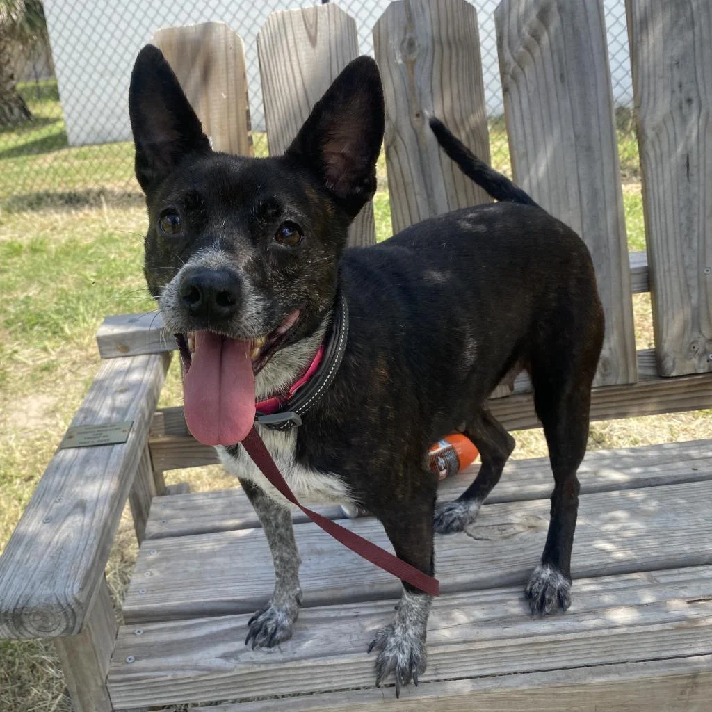 Pets of the Week June 20-26
