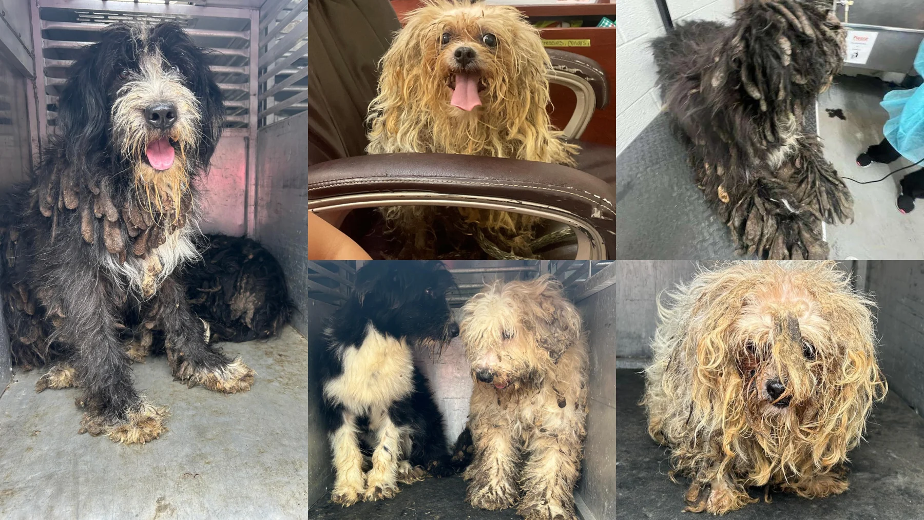 Commentary: Only PVAS could handle recent large animal hoarding cases