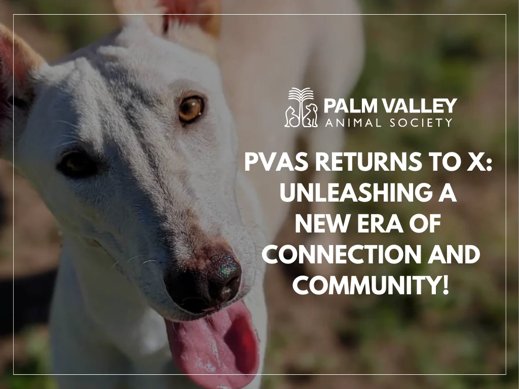 PVAS Returns to X: Unleashing a New Era of Connection and Community!