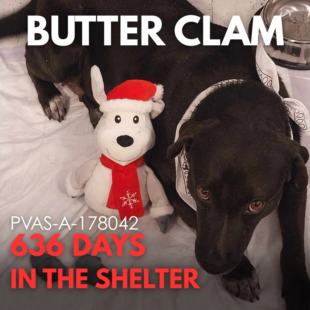Butter Clam