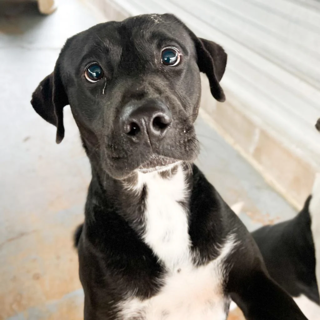 After 700 Days in the Shelter, Maror & Matzo Finally Found Their Forever Home