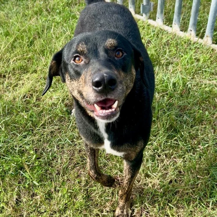 Balaguer at Palm Valley Animal Society