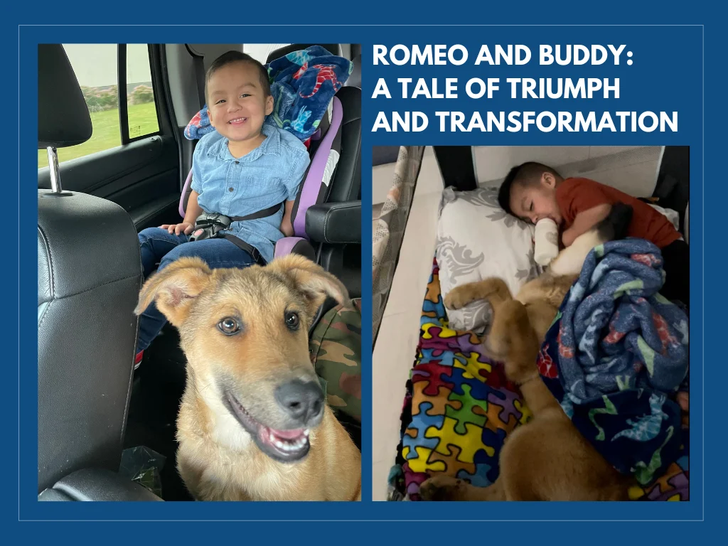 Romeo and Buddy: A Tale of Triumph and Transformation