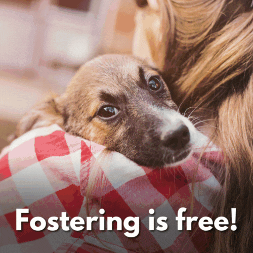 Fostering is free!