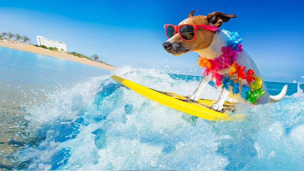Dog-surfing