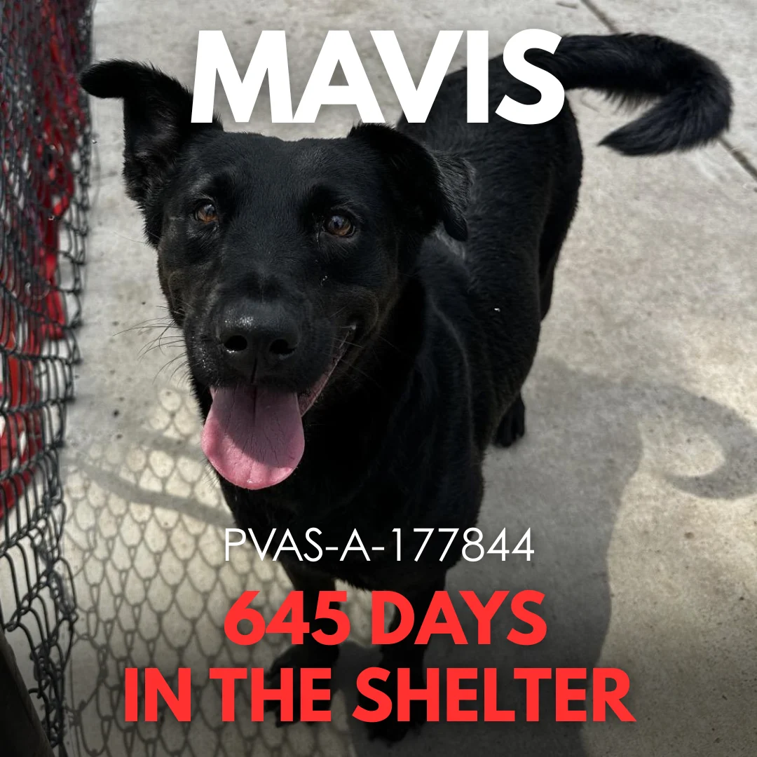 Mavis