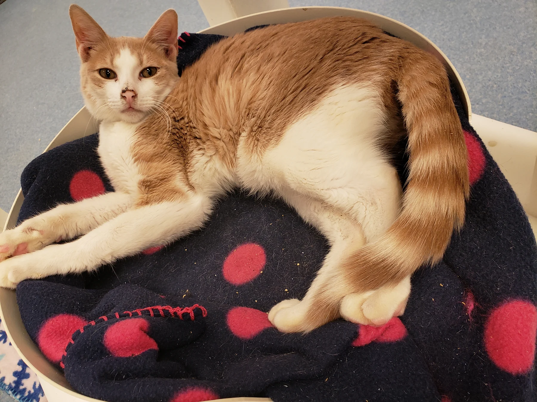 An orange and white cat resting on a soft blanket