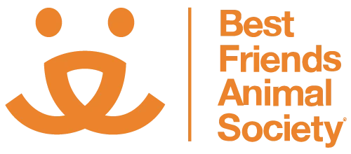 bfas logo footer