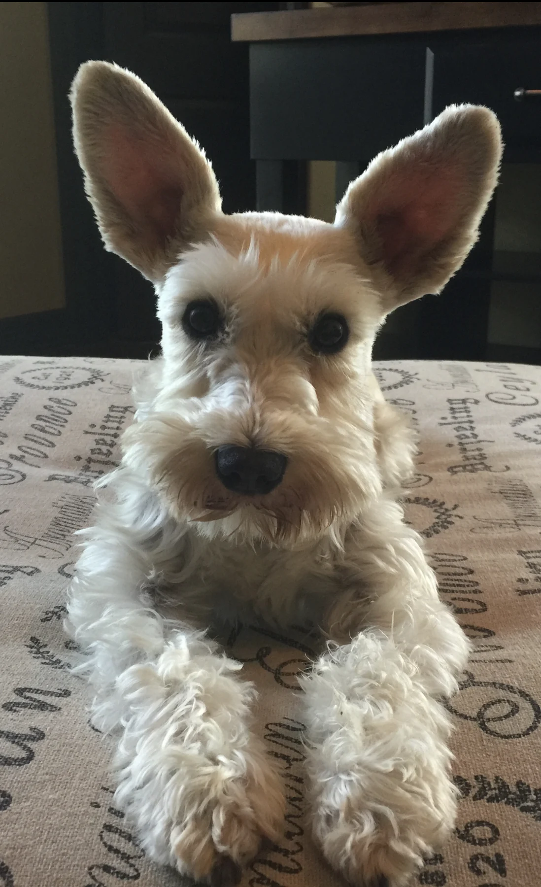 Reecie