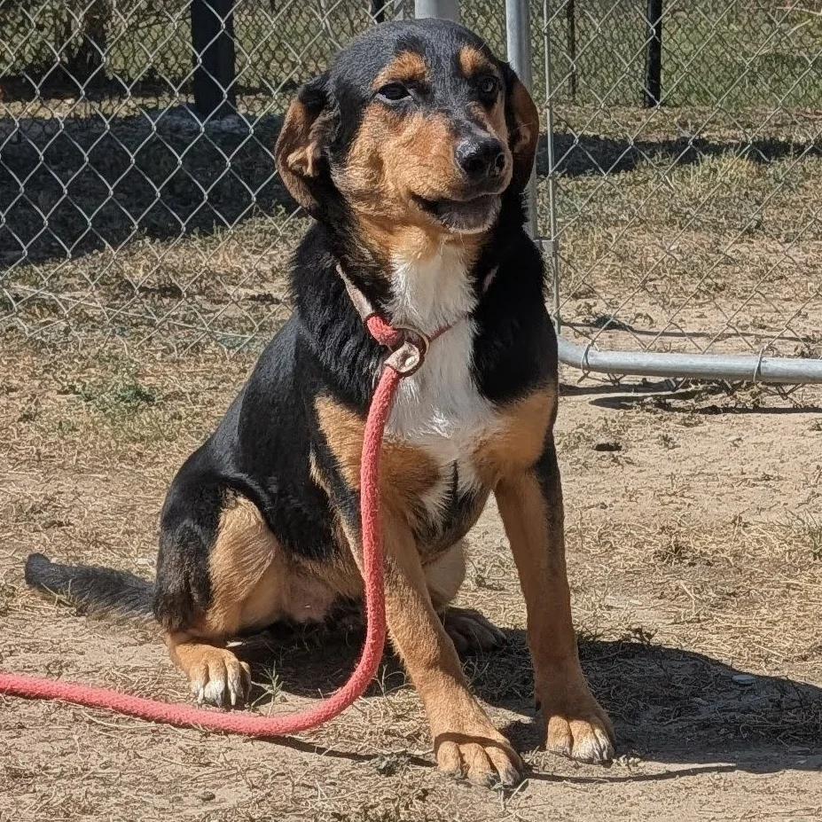 Pinguino at Palm Valley Animal Society