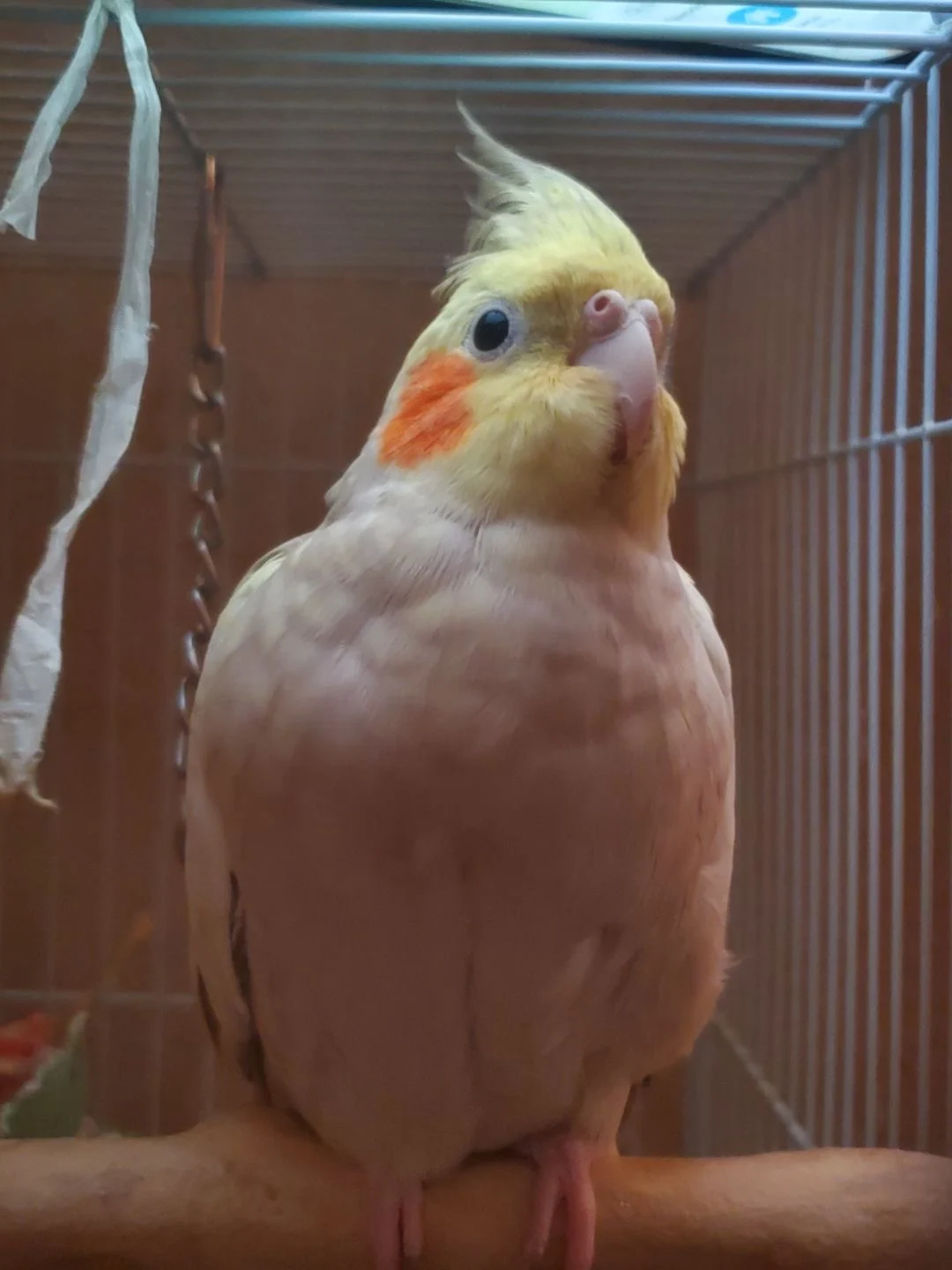 Goldie