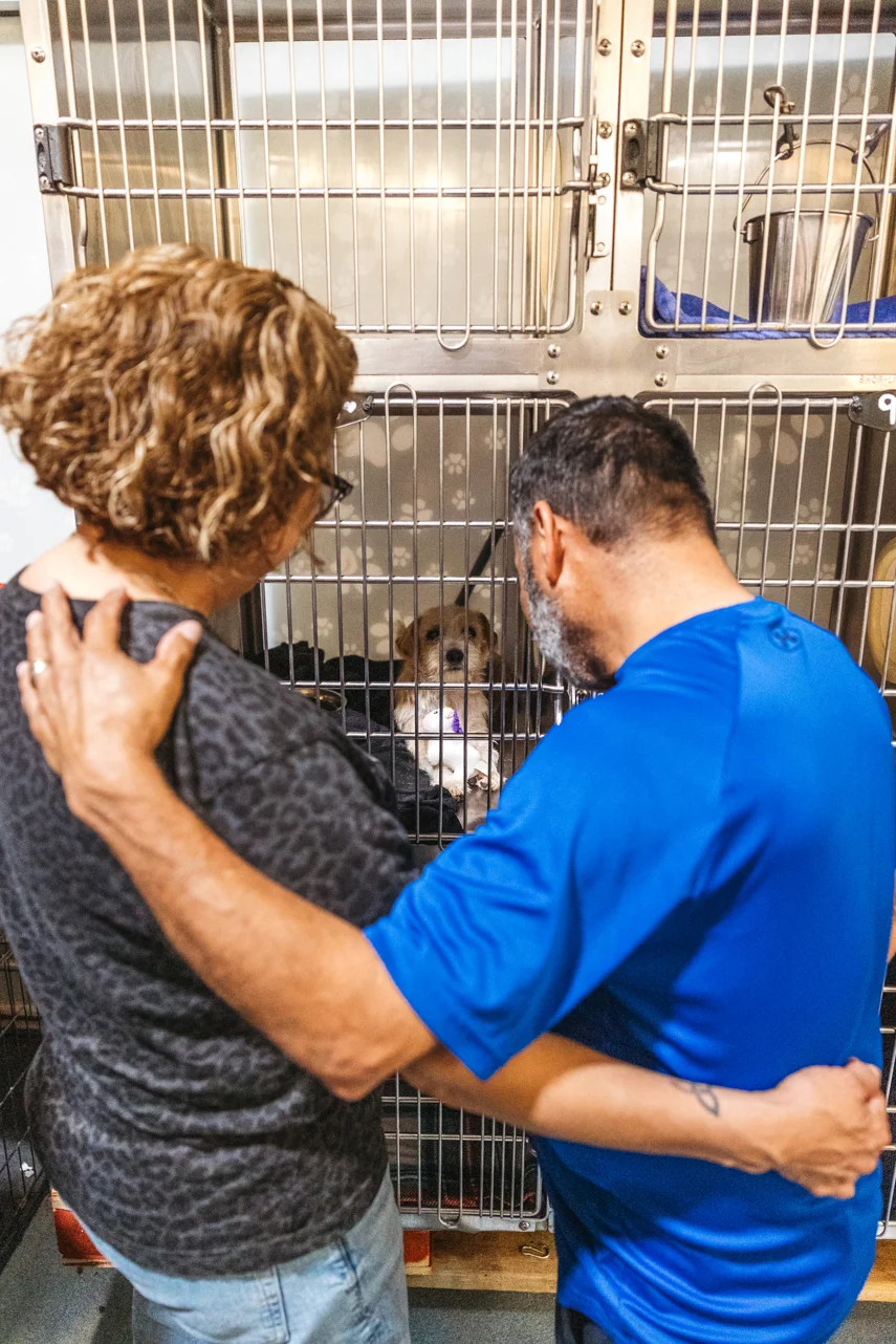 A member of the veterinary team caring for a shelter dog