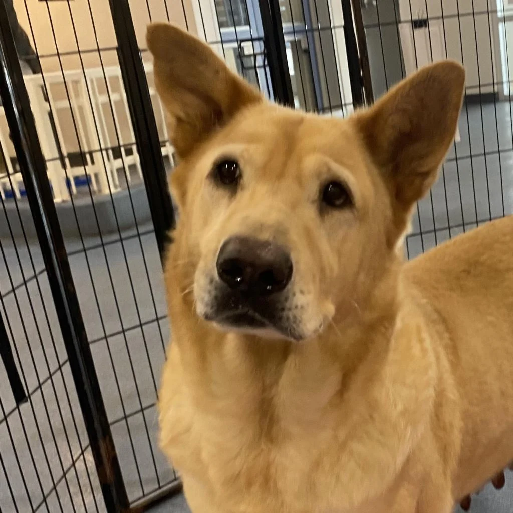 Pets of the Week (August 9-15)