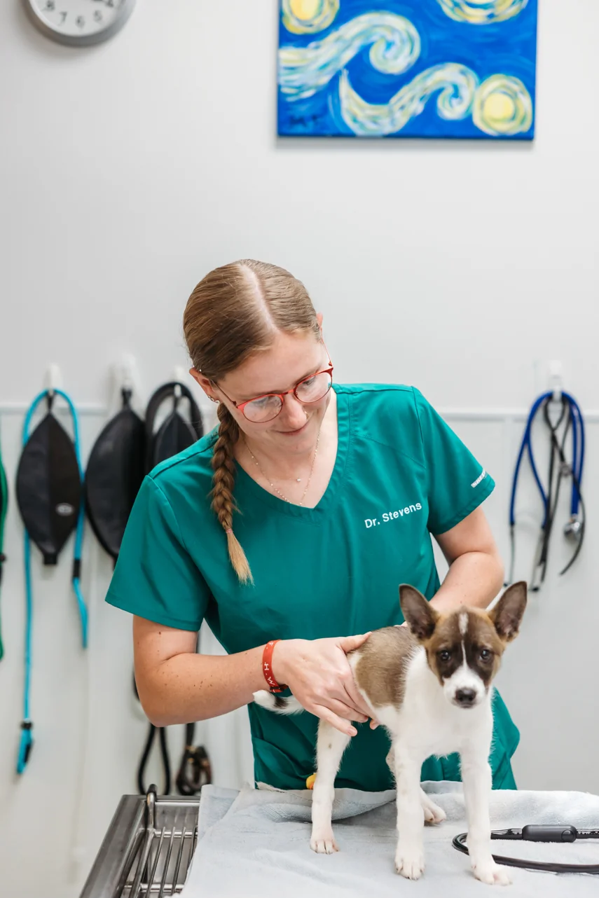 A veterinary team member caring for a dog at PVAS
