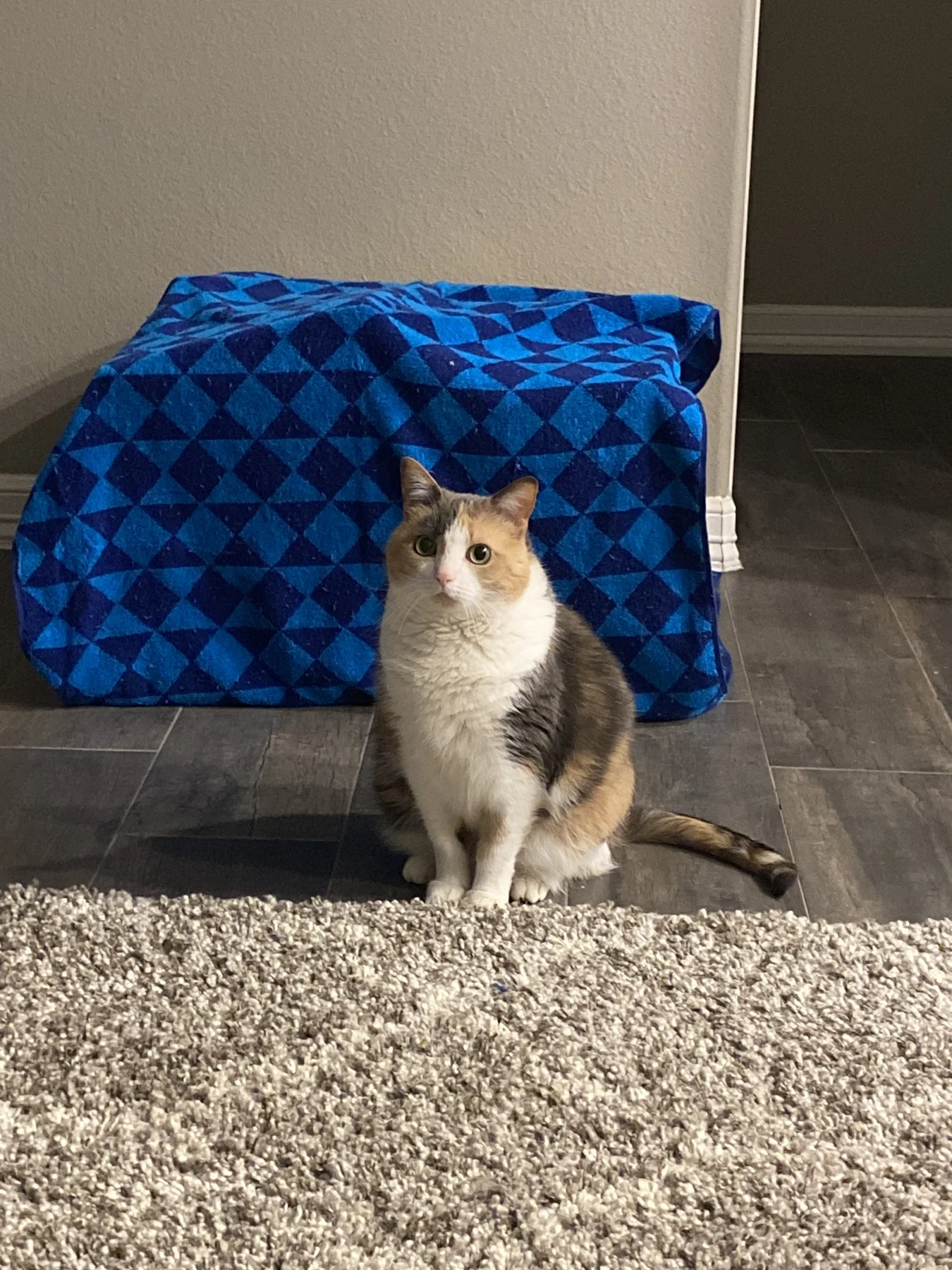Lily