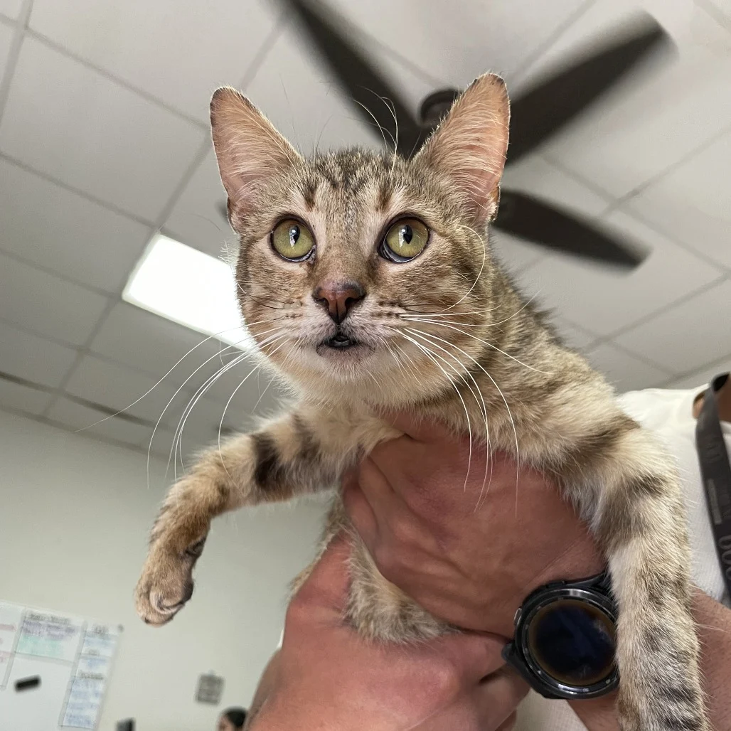 Tabitha at Palm Valley Animal Society