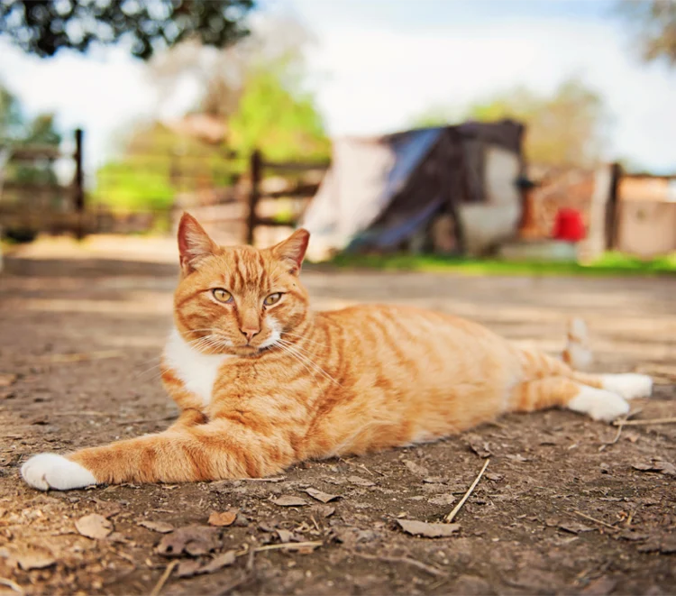 Barn+Cat+02