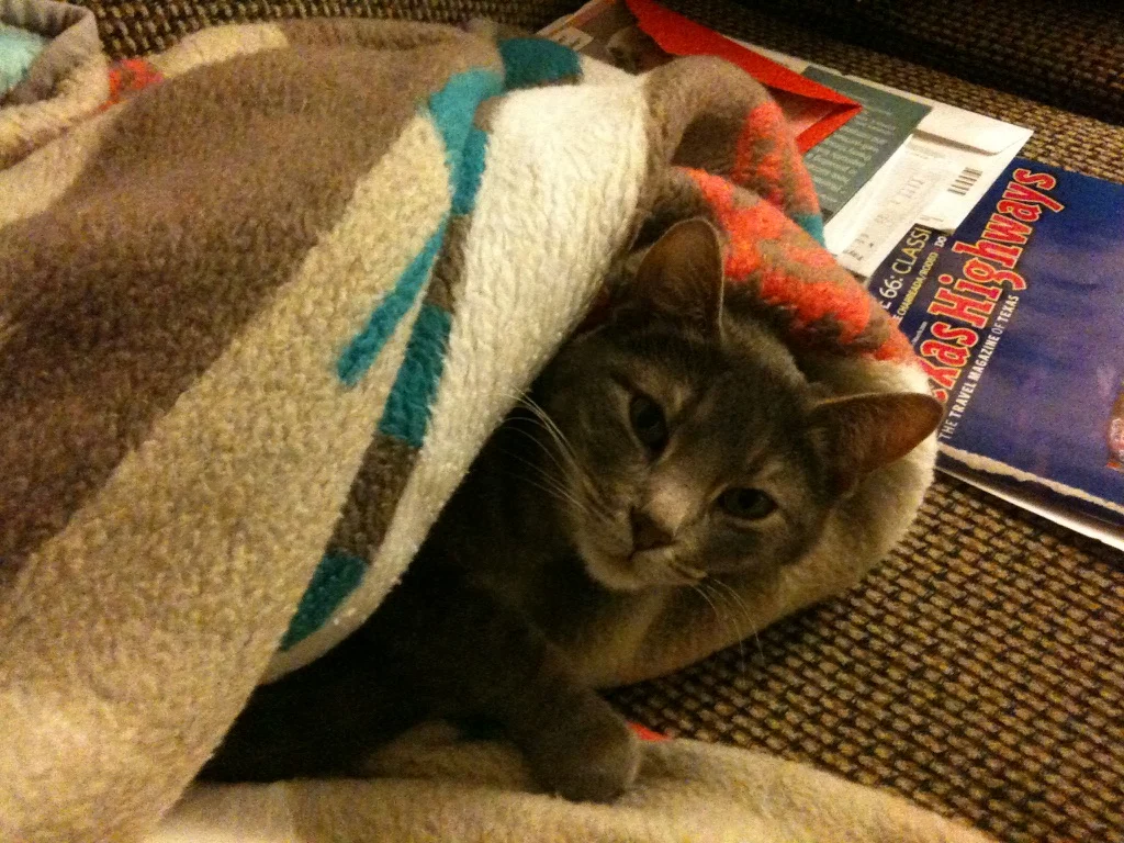 Hey Cat (2004-2025)
