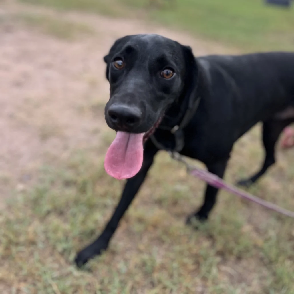 Find your new best friend — PVAS photo