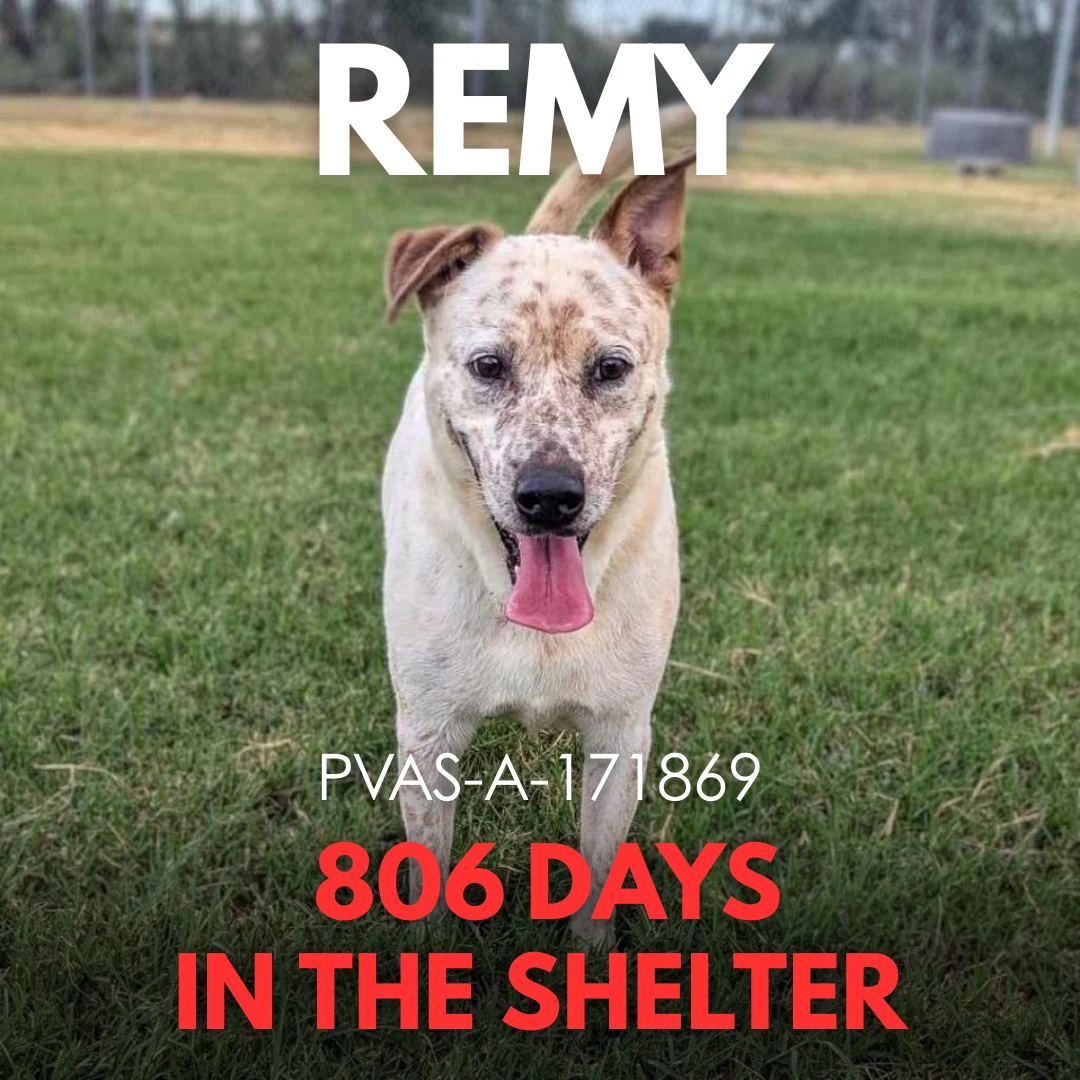 Remy