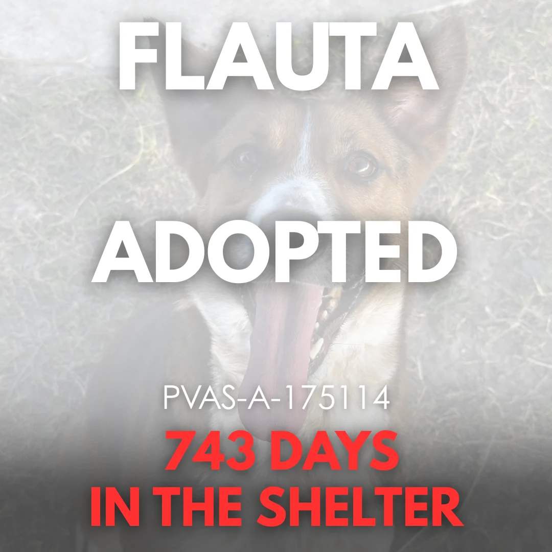 Flauta