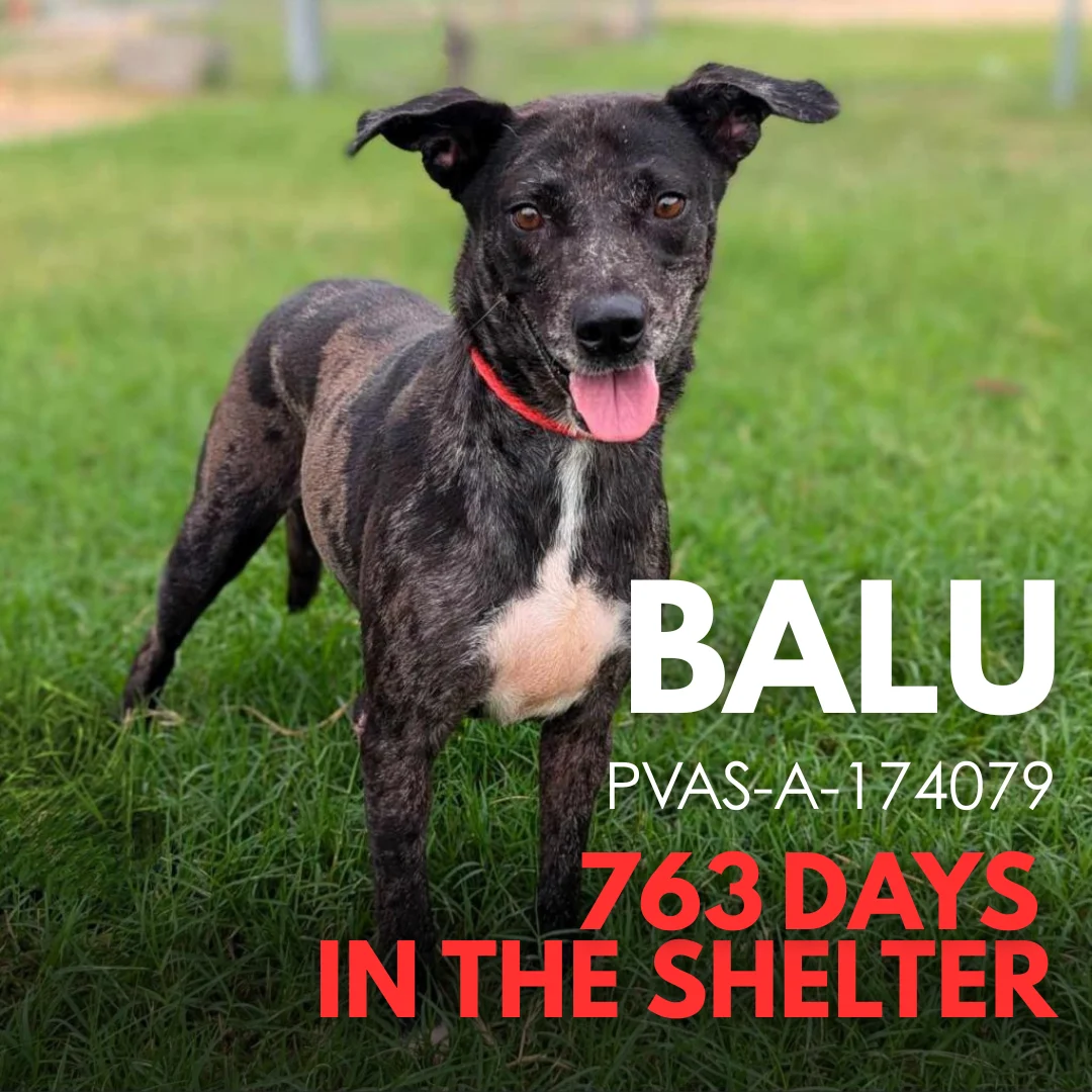 Balu