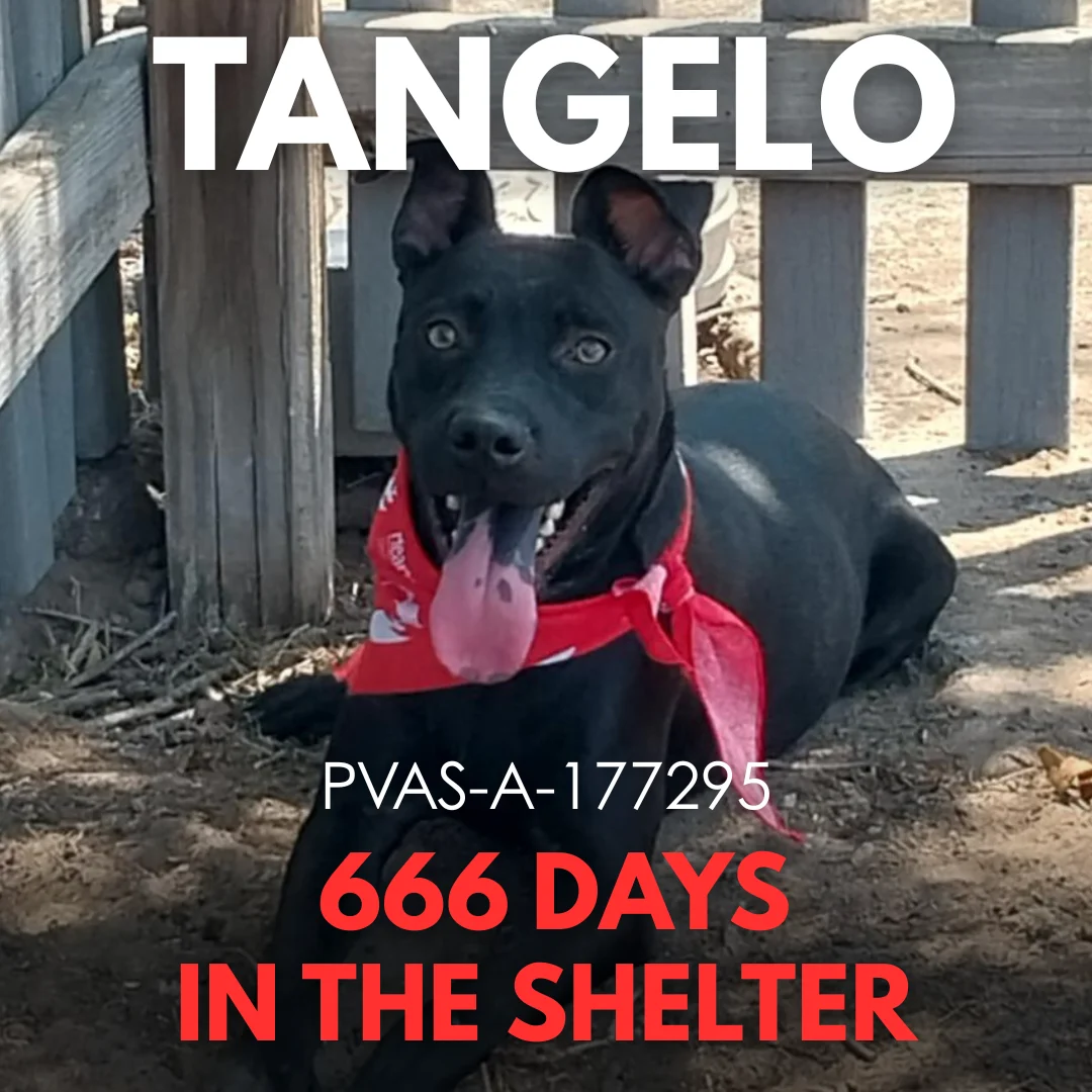 Tangelo