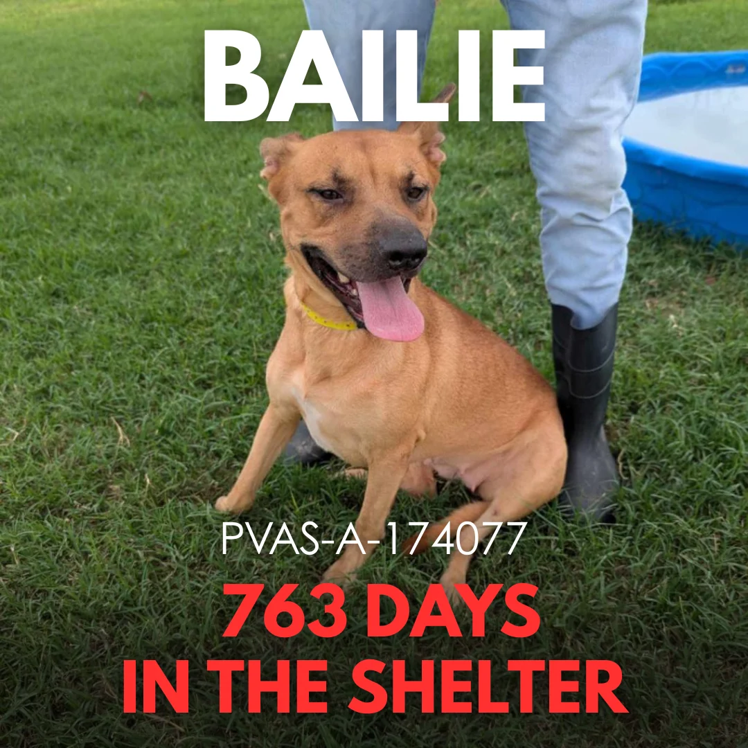 Bailie