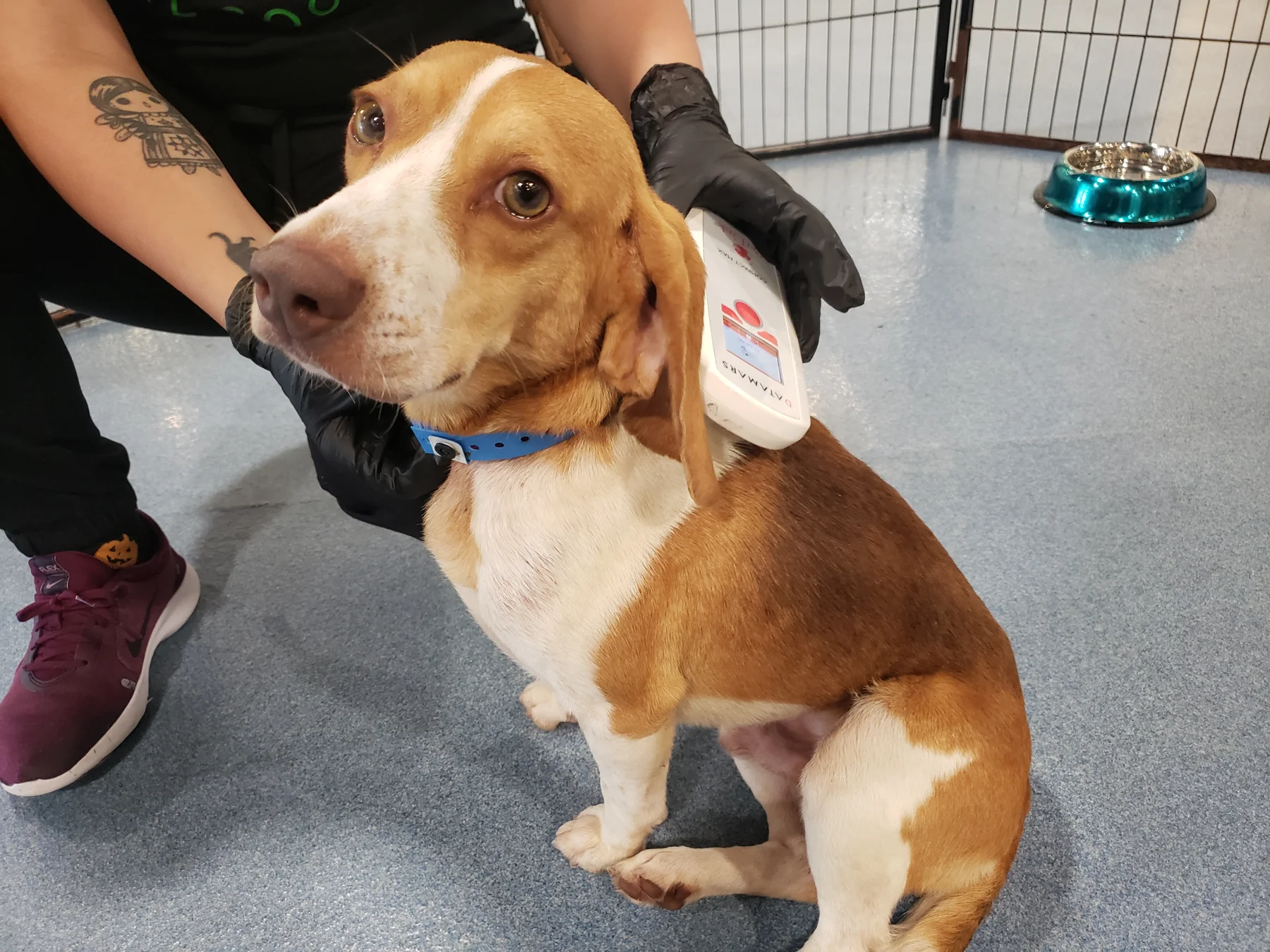 More ways we can help — PVAS photo