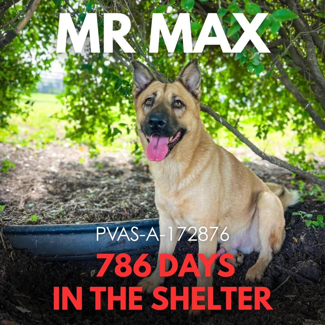 Mr Max
