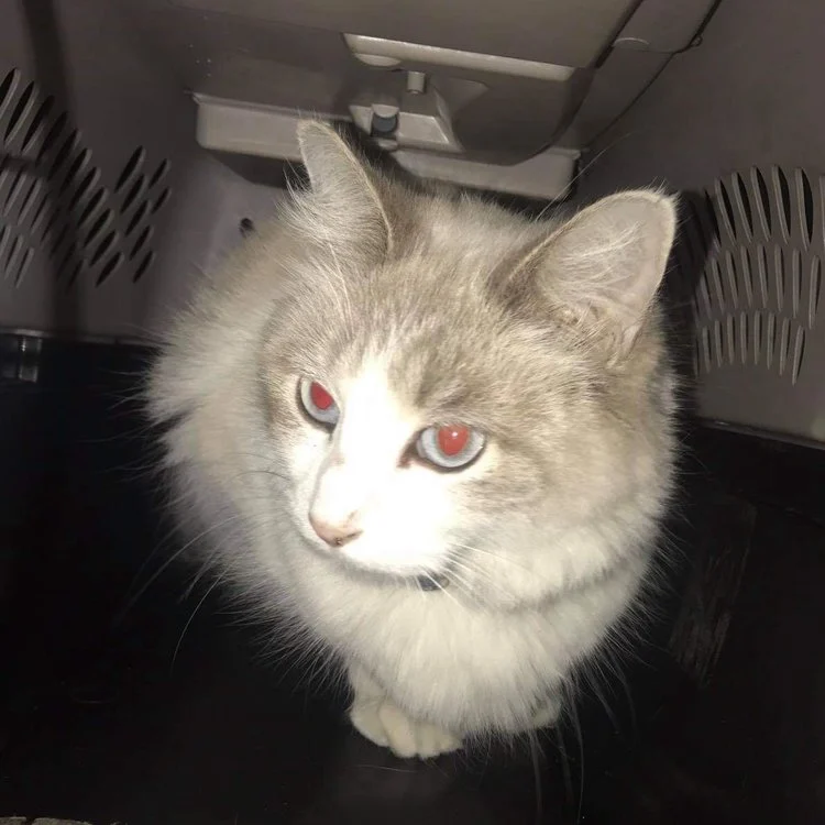 Saving Cats