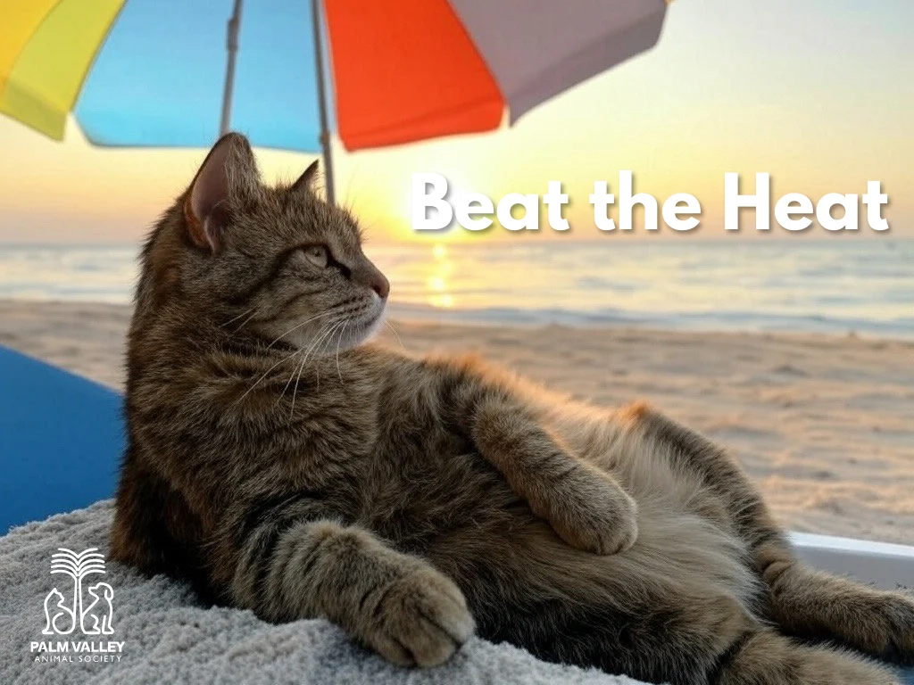 Beat the Heat