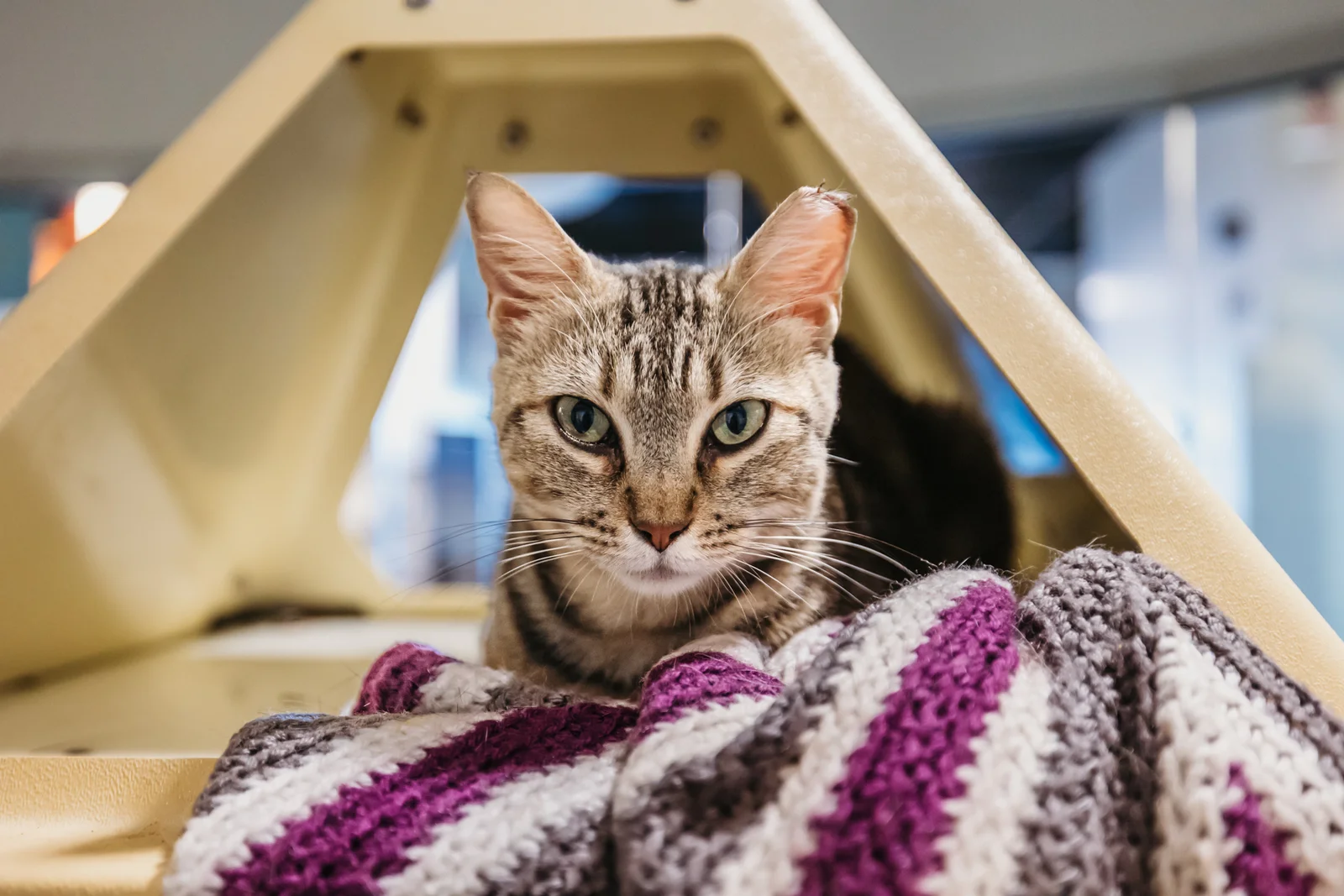 A cat resting comfortably in a cozy bed at the shelter