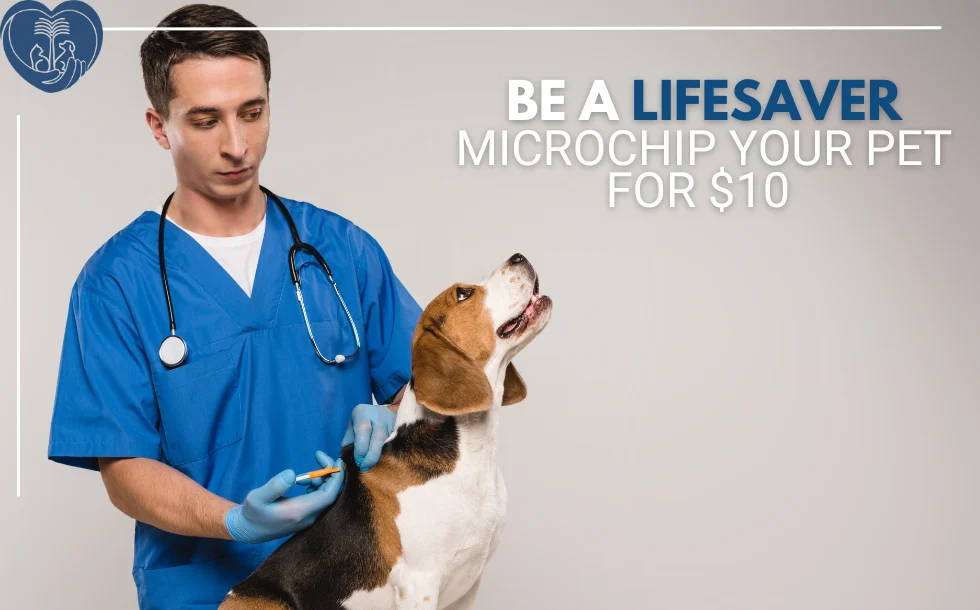 The Importance of Microchipping Pets