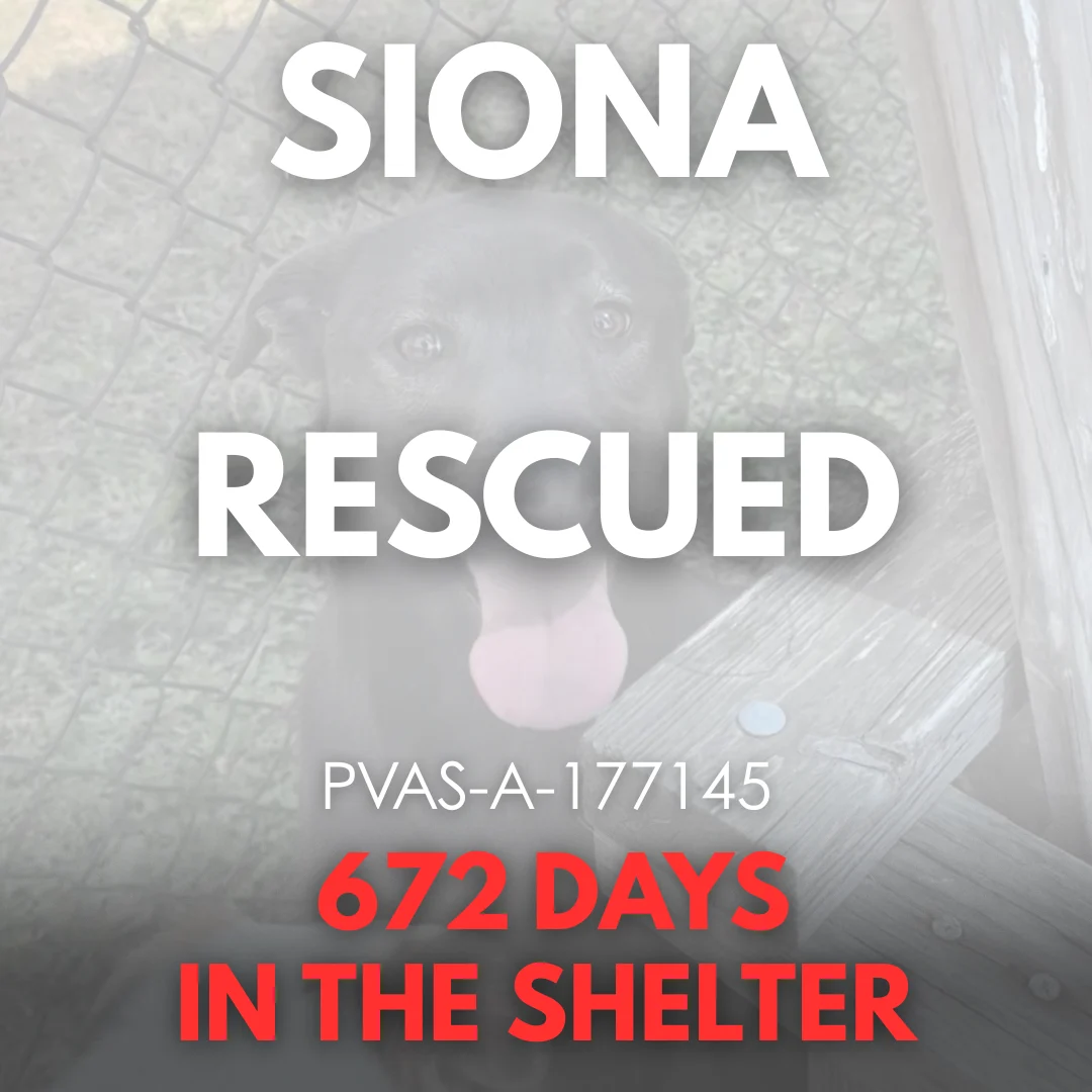 Siona