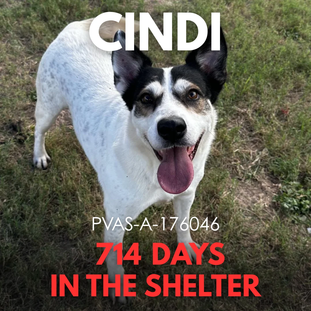 Cindi