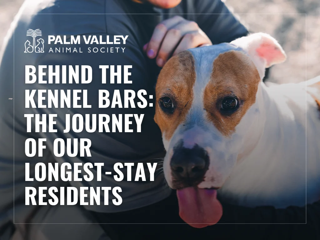 Behind the Kennel Bars: The Journey of our Longest-Stay Residents