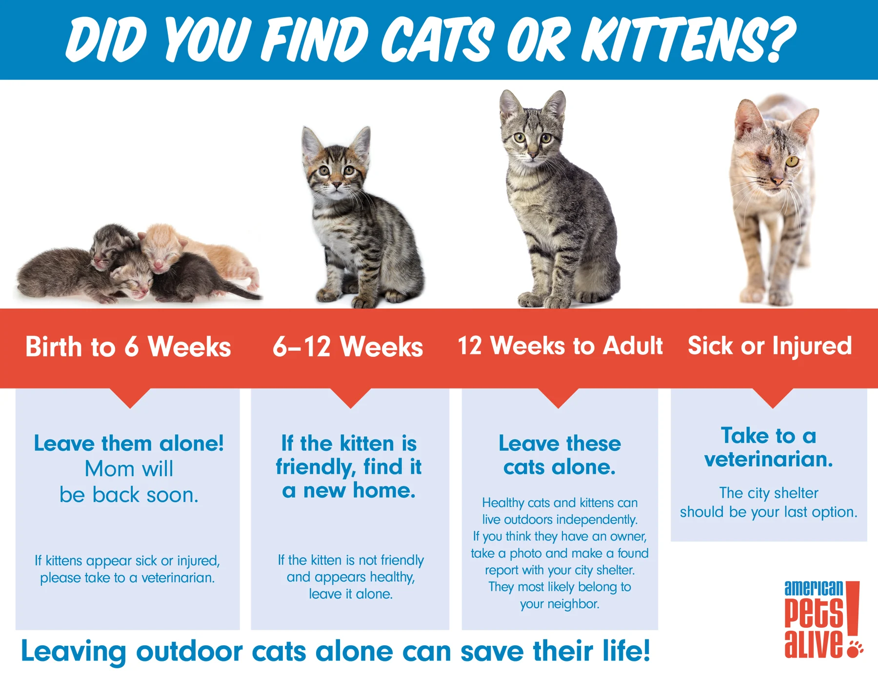 20-Apr-WhatToDo-Cats-Infographic